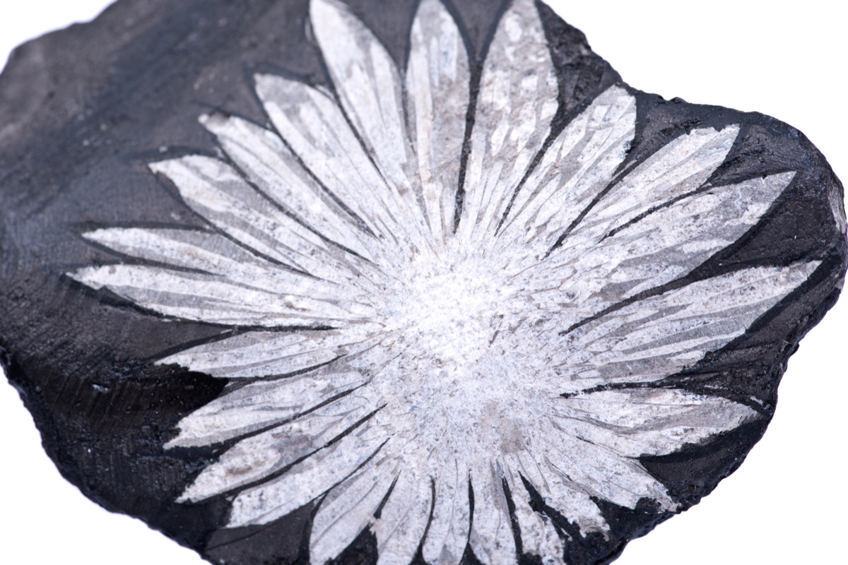 Chrysanthemum Stone crystal