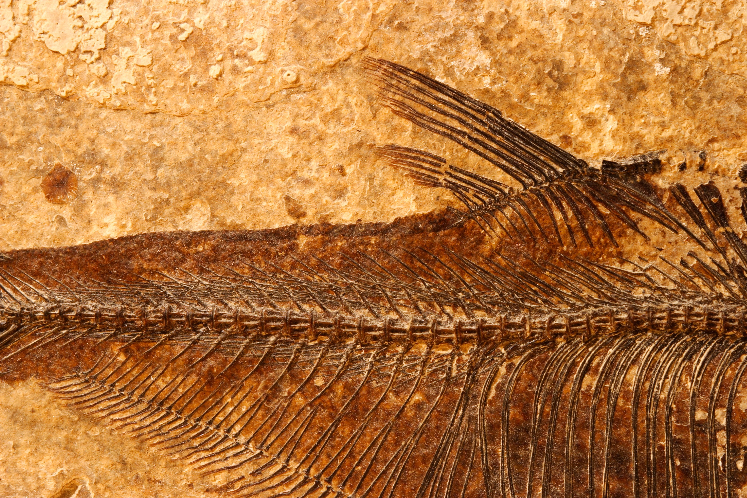 Fossil Fish crystal
