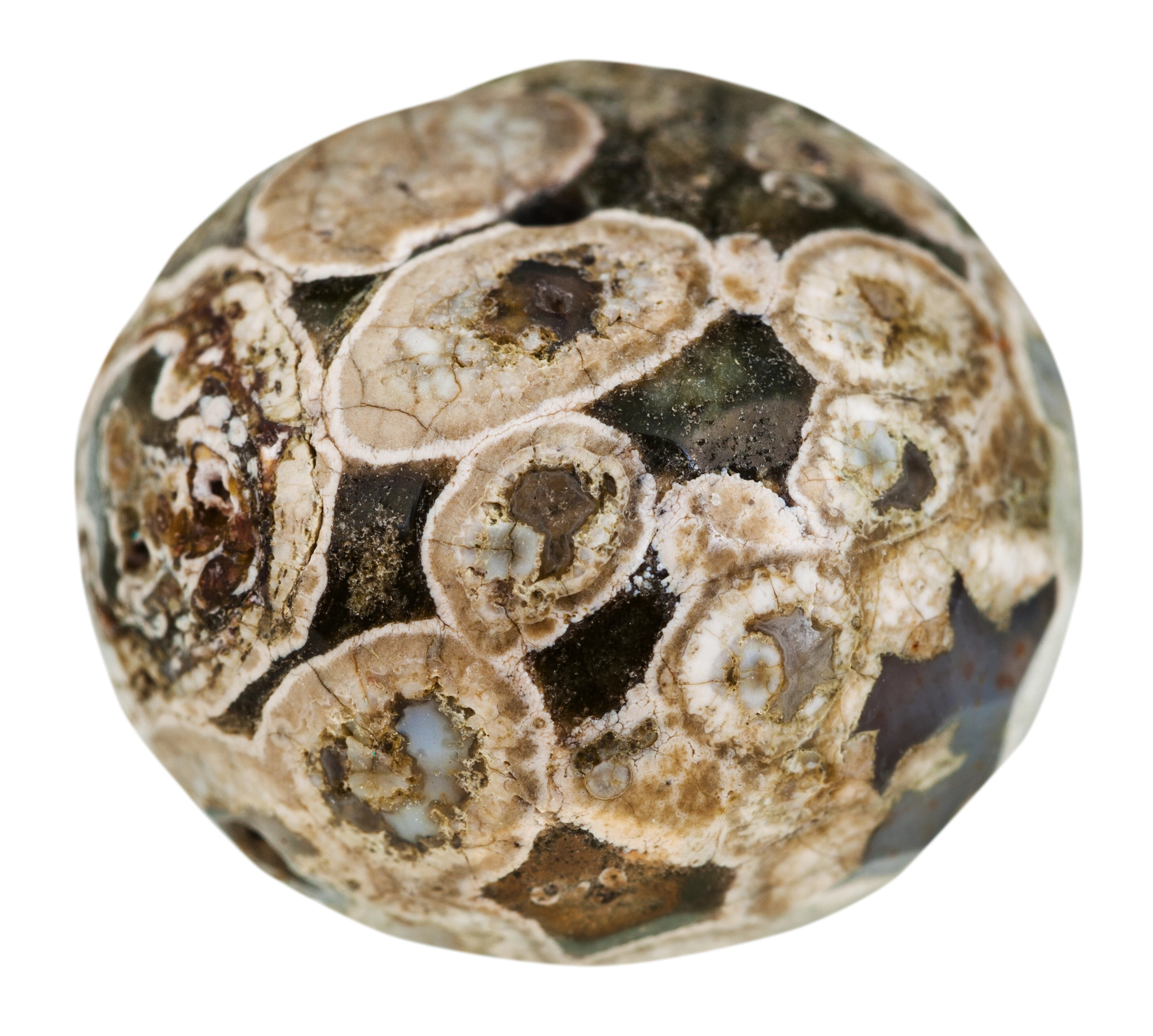 Turritella Agate crystal