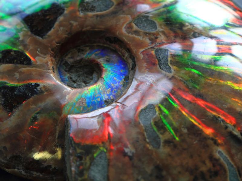 Ammonite crystal