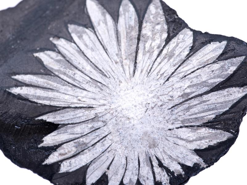 Chrysanthemum Stone crystal