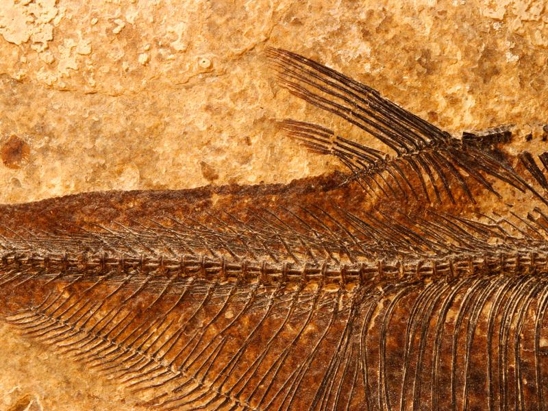 Fossil Fish crystal