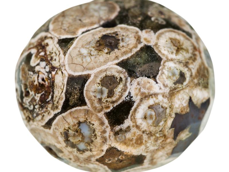 Turritella Agate crystal